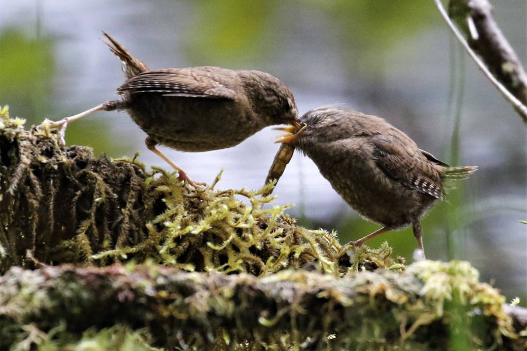 Pacific wren feeds a fledgling in Dredge Lakes in late July. (Courtesy Photo / Linda Shaw)