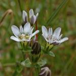 Courtesy Photo / Bob Armstrong photo                                 Swamp gentian flowers are common in the meadows at Eaglecrest Ski Area.