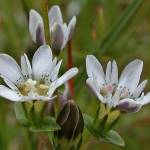Swamp gentian flowers are common in the meadows at Eaglecrest Ski Area. (Courtesy Photo / Bob Armstrong photo)