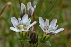 Swamp gentian flowers are common in the meadows at Eaglecrest Ski Area. (Courtesy Photo / Bob Armstrong photo)