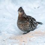 A ruffed grouse male advertises his territory and attracts females by standing with the tail braced on a log or small mound. He drums by repeatedly cupping the wings forward and then quickly pulling them back. (Courtesy Photo / Wikimedia)                                A ruffed grouse male advertises his territory and attracts females by standing with the tail braced on a log or small mound. He drums by repeatedly cupping the wings forward and then quickly pulling them back. (Courtesy Photo / Wikimedia)