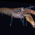 Snapping shrimp make a loud pop with one enormous claw. (Courtesy Photo / Michael Marmach)                                Snapping shrimp make a loud pop with one enormous claw. (Courtesy Photo / Michael Marmach)
