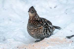 Meet the percussionists of the animal world