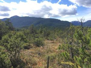 More than 13 acres of land on North Douglas now owned by Southeast Alaska Lad Trust and known as the Grummett Wetlands will be open to the public for passive recreation. That includes activities such as hiking, birding and exploring. (Courtesy Photo / Southeast Alaska Land Trust)