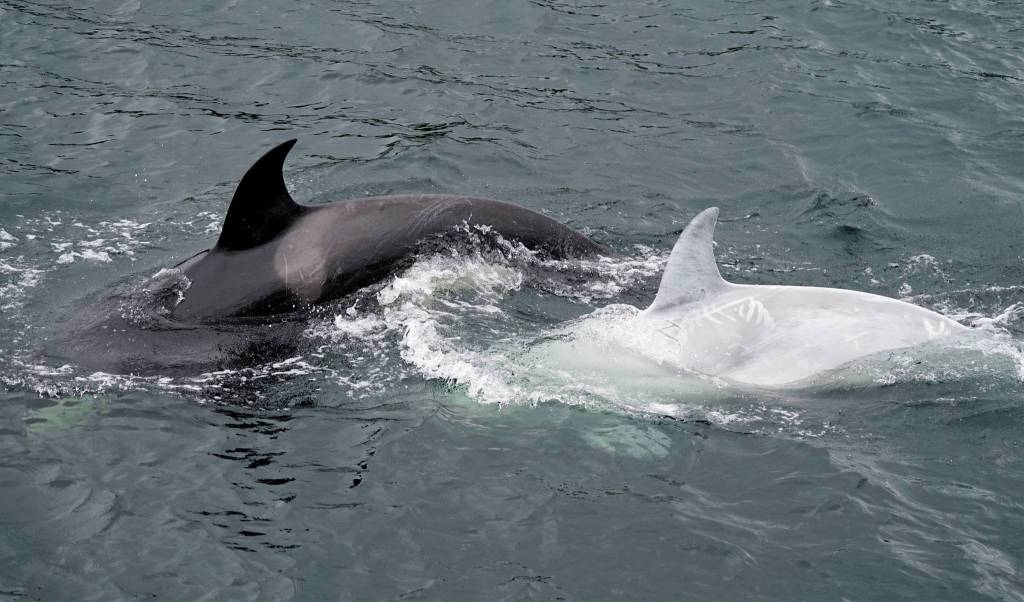 Tluk, a juvenile orca with white pigmentation swims near Petersburg, Aug. 6. Tluk is a regular around Vancouver Island, but researcher Stephanie Hayes says this is his first trip to Alaskan waters. (Courtesy photo / Stephanie Hayes)
