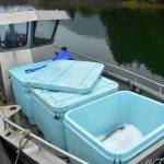 The first fish of the 2020 Golden North Salmon Derby at the Mike Pusich Douglas Harbor, Friday, Aug. 14, 2020. The 11 lbs coho was brought in just before 10 a.m. by a man on a jet-ski, according to derby volunteers. (Peter Segall / Juneau Empire)
