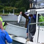 28-pounder leads Golden North Salmon Derby