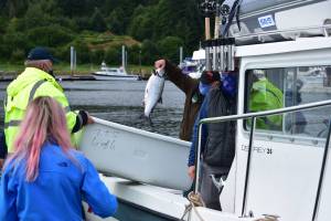 28-pounder leads Golden North Salmon Derby