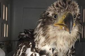 Stitch, a juvenile bald eagle, was rescued by Juneau Raptor Center with a chest wound on Aug. 13 and transferred to the Alaska Raptor Center. Hes currently recovering from surgery, and the ARC specialists are optimistic, said JRC general manager Kathy Benner. (Courtesy photo / Juneau Raptor Center)