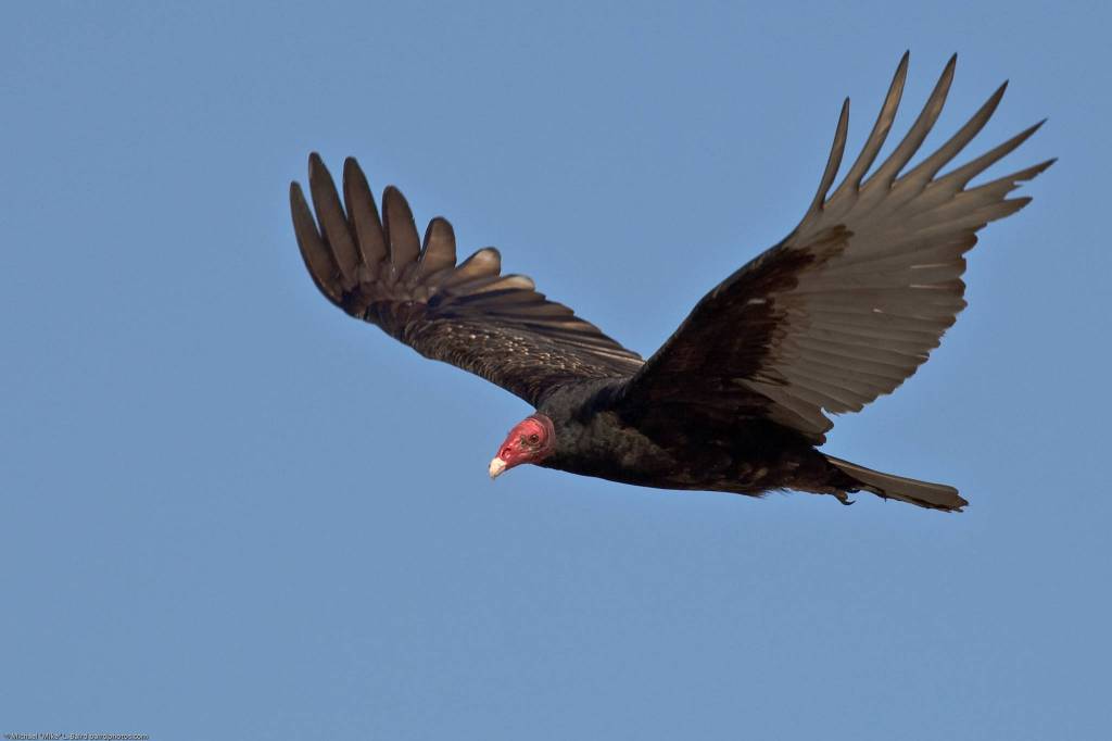 Courtesy Photo / Michael Mike L. Baird                                 A turkey vulture flies near Morro Strand State Beach, Morro Bay, Calif., in March 2008. In birds and terrestrial reptiles, the waste products of kidneys are combined with feces before being excreted. Turkey vultures can release this fluid material so that it runs down their legs; as it evaporates, it cools the bird in hot weather.