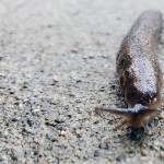 Ben Hohenstatt / Juneau Empire                                 Slugs, like this one seen in the Mendenhall Valley on Aug. 14, 2020, produce mucus. The slimy stuff may not be appealing, but it is useful.