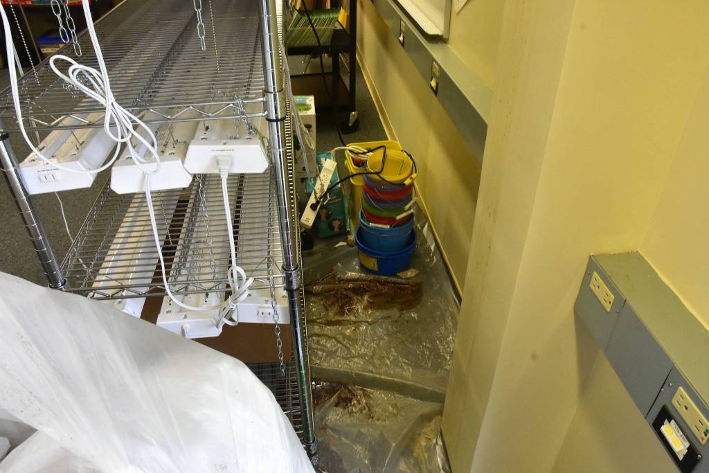 Buckets and tarps protect the floor in a room storing electronics from a leaky roof at Riverbend Elementary School on Friday, Aug 21, 2020. (Peter Segall / Juneau Empire)