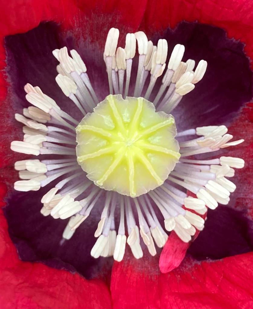 A backyard poppy seen on Aug. 21. (Courtesy Photo / Deborah Rudis)