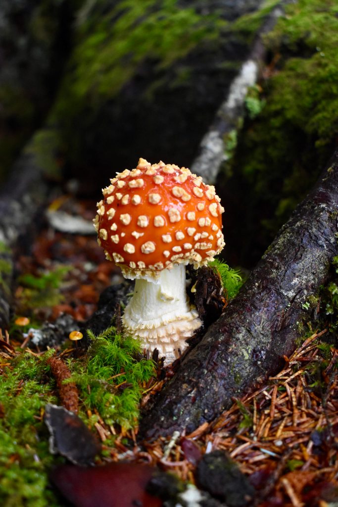 This photo shows a toxic amanita near Mendenhall River Community School on Aug. 20, 2020. (Courtesy Photo / Dick Fagnant)