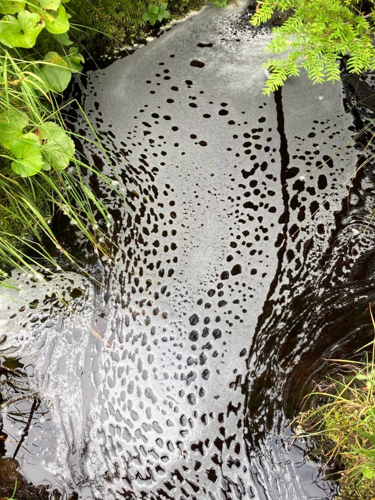 Creek foam seen along the Auke Nu trail on Aug 19. (Courtesy Photo / Deborah Rudis)