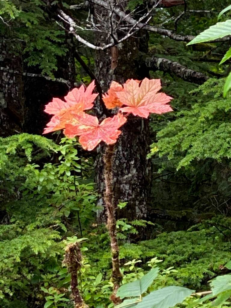 This devils club provides a spot of color in the forest along the Treadwell mine ruins trail on Aug. 16, 2020. (Courtesy Photo / Denise Carroll)