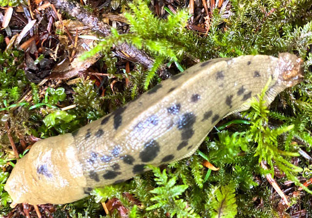 A banana slug slowly makes his way along the trail to the Blue Mussel Beach cabin on Aug. 28, 2020. (Courtesy Photo / Denise Carroll)