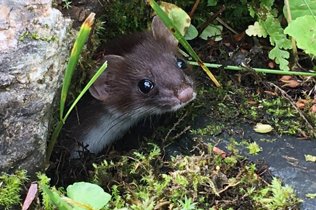 An ermine peeks its head out on on Perseverance Trail Aug. 19, 2020. (Courtesy Photo / Marsha Squires)