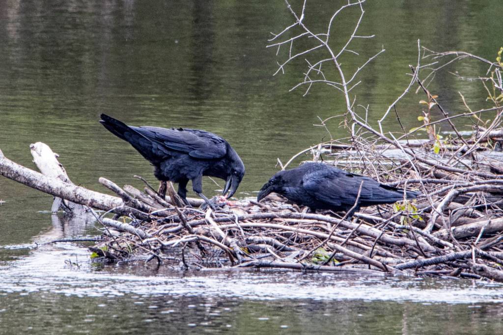 Ravens share Sockeye salmon on beaver dam; Steep Creek by the Mendenhall Glacier. (Courtesy Photo / Kenneth Gill, gillfoto)