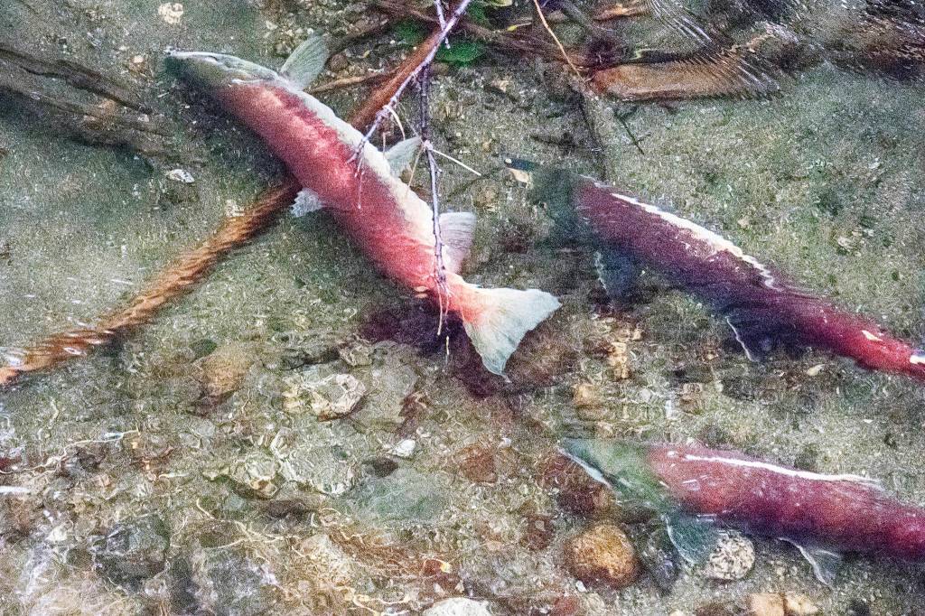 Sockeye salmon in Steep Creek by the Mendenhall Glacier. (Courtesy Photo / Kenneth Gill, gillfoto)