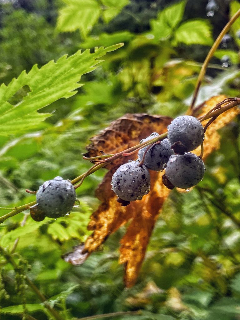 Stink currants as seen on Salmon Creek Dam Trail on Aug. 22, 2020. (Courtesy Photo / Deana Barajas)                                Stink currants as seen on Salmon Creek Dam Trail on Aug. 22, 2020. (Courtesy Photo / Deana Barajas)