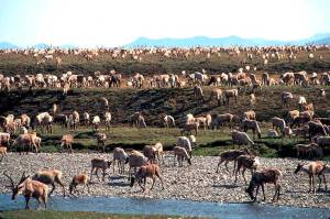 Caribou from the Porcupine Caribou Herd migrate onto the coastal plain of the Arctic National Wildlife Refuge in northeast Alaska. Environmental groups wasted no time challenging the Trump administrations attempt to open part of an Alaska refuge where polar bears and caribou roam free to oil and gas drilling. (U.S. Fish and Wildlife Service)