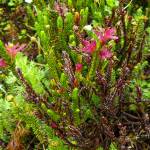 Courtesy Photo / Kerry Howard                                 A fungus infection on white mountain heather makes fake flowers that attract insects.