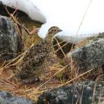 This photo shows a watchful young ptarmigan in Granite Basin. (Courtesy Photo / David Bergeson)