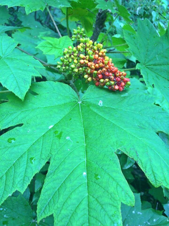 Devils club berries are inedible. (Vivian Mork Yéilk / For the Capital City Weekly)