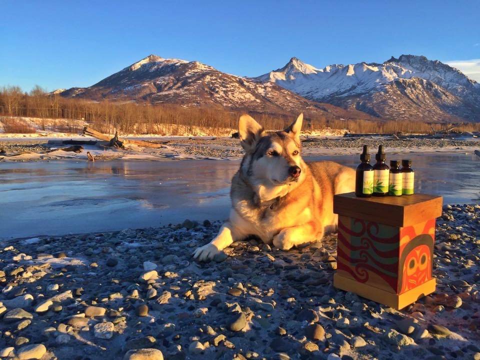 Traditional medicines made by Vivian Mork, and Keishish the dog. (Vivian Mork Yéilk / For the Capital City Weekly)