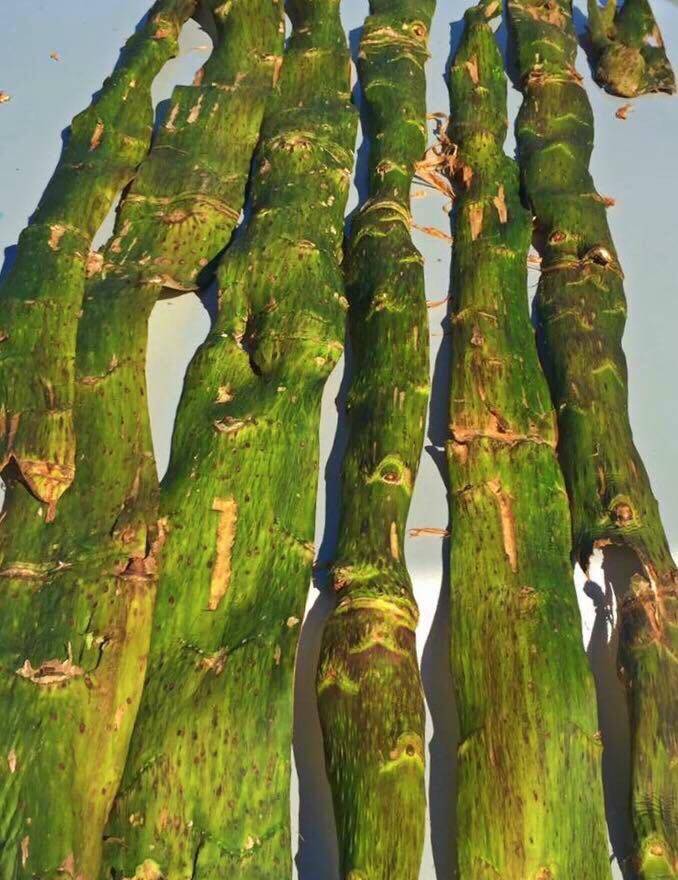 This photo shows large devils club cambium layer after harvesting.(Vivian Mork Yéilk / For the Capital City Weekly)