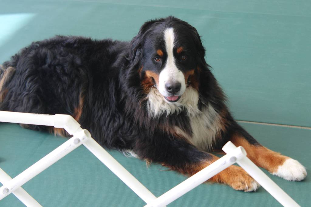 That dog isnt simply luxuriating. Stein was among the dogs to participate in Capital Kennel Club of Juneaus obedience trials on Saturday, Aug. 29. Among the exercises was honoring, which requires one dog to remain stationary in the ring while another dog goes through working exercises. (Ben Hohenstatt / Juneau Empire)