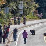 A group of people watch bears cross the road near Mendenhall Glacier Visitor Center on Sept. 16, 2020. (Courtesy Photo / Kenneth Gill, gillfoto)
