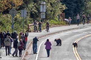 A group of people watch bears cross the road near Mendenhall Glacier Visitor Center on Sept. 16, 2020. (Courtesy Photo / Kenneth Gill, gillfoto)
