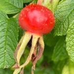 Rose hip seen at Jensen-Olsen Arboretum on Aug. 29, 2020. (Courtesy Photo/ Deborag Rudis)