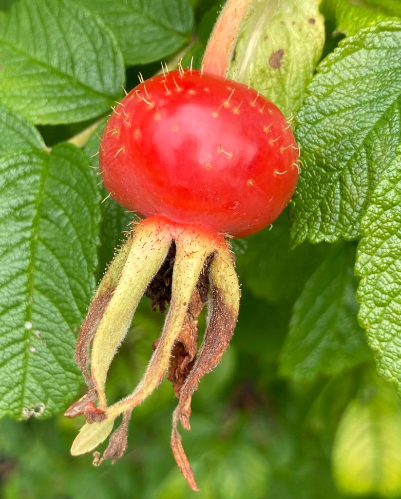 Rose hip seen at Jensen-Olsen Arboretum on Aug. 29, 2020. (Courtesy Photo/ Deborag Rudis)