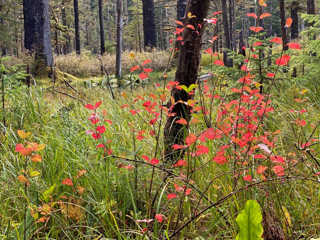 Red highbush cranberry leaves lend a spot of color to a dying landscape on Windfall Lake Trail on Sept.4, 2020. (Courtesy Photo / Denise Carroll)
