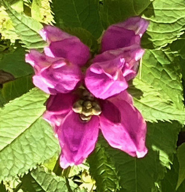 Fuchsia-colored turtlehead blooms in September In a downtown garden on Sept. 14, 2020. (Courtesy Photo / Denise Carroll)