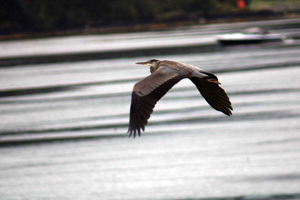 This heron, seen on Sept. 4, 2020, has been camping in front of Spaulding Beach condos. (Courtesy Photo / Carolyn Kelley)