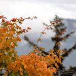 A maple tree changes colors during autumn on Sept. 2, 2020. (Courtesy Photo / Kenneth Gill, gillfoto)