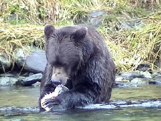 A brown bear feeds on salmon at Sweetheart Creek. (Courtesy Photo / Tom Matthews)