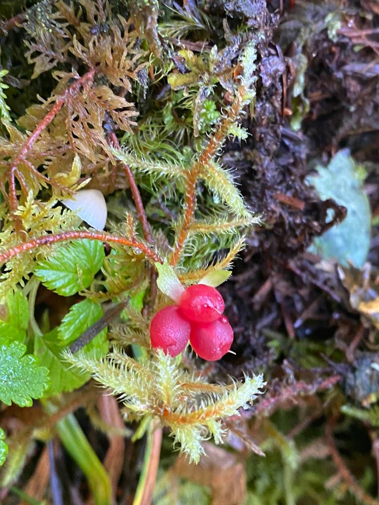 This photo shows a trailing raspberry at the Vista Creek shelter on Sept. 5, 2020. (Courtesy Photo / Deana Barajas)