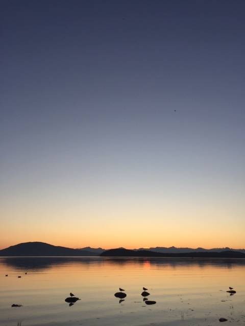 Four seagulls enjoy the sunset in Fritz Cove on Sept. 10. (Courtesy Photo / Bill Andrews)