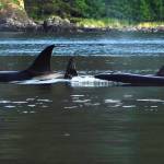 While trolling for silvers, I had a pod of killer whales check us out, writes Tom Matthews of this photo shared Sept. 3, 2020. (Courtesy Photo / Tom Matthews)