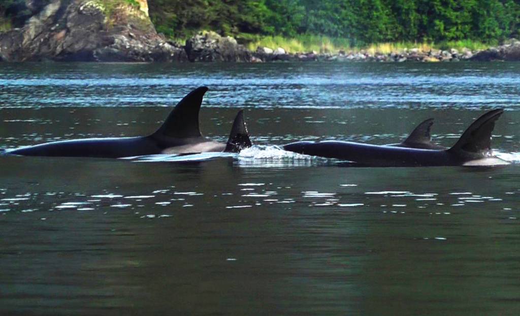 While trolling for silvers, I had a pod of killer whales check us out, writes Tom Matthews of this photo shared Sept. 3, 2020. (Courtesy Photo / Tom Matthews)