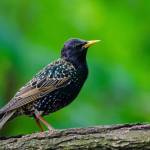 Starlings, like the one shown in this photo, are among the birds known to mimic the songs of other species. (Pixabay)