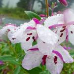 Courtesy Photo / Kerry Howard                                 The white-petalled dwarf fireweed is rare and was finished blooming by early September.