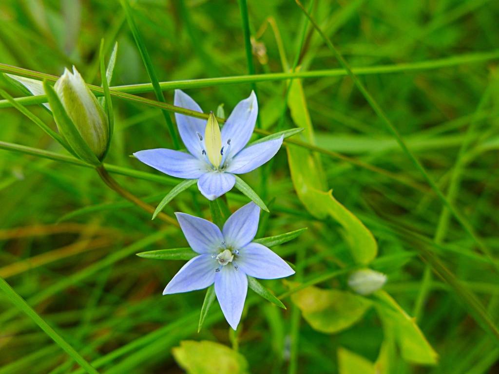 Courtesy Photo / David Bergeson                                 Marsh felwort makes dainty bluish stars in gravelly meadows in August.