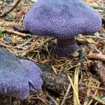 Courtesy Photo / Jenifer Shapland                                 This large purple mushroom is known as purple cort or violet cort.