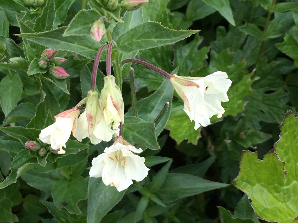 Courtesy Photo / Anne Sutton                                 Yellow fireweed grows along damp creek sides but is not common here.